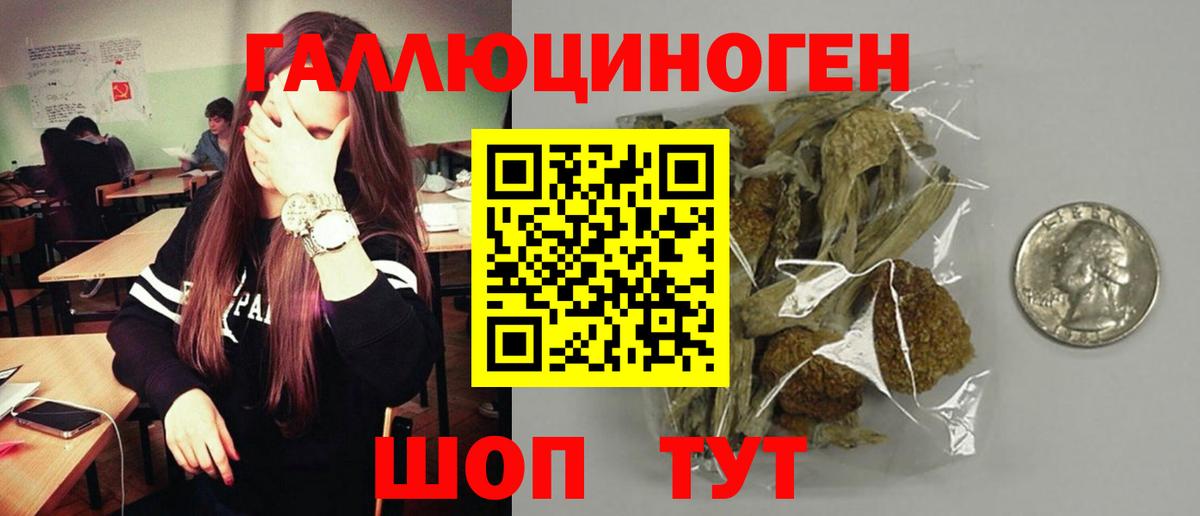 Псилоцибиновые грибы Psilocybe Лениногорск